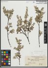 Foto von Salix repens subsp. repens L.